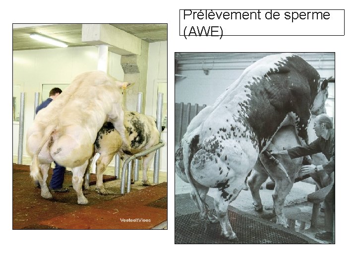 Prélèvement de sperme (AWE) 