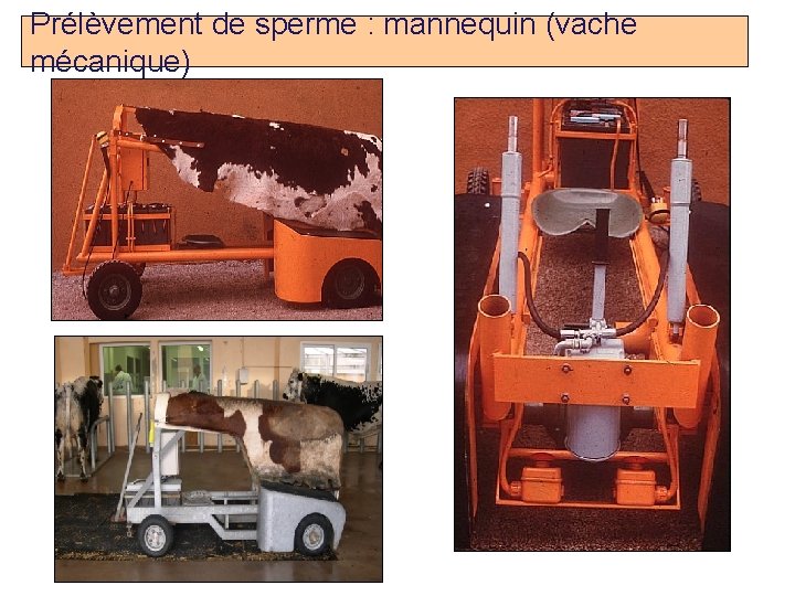 Prélèvement de sperme : mannequin (vache mécanique) (N. Hagen ENVT) Prof. Ch. Hanzen- Propédeutique