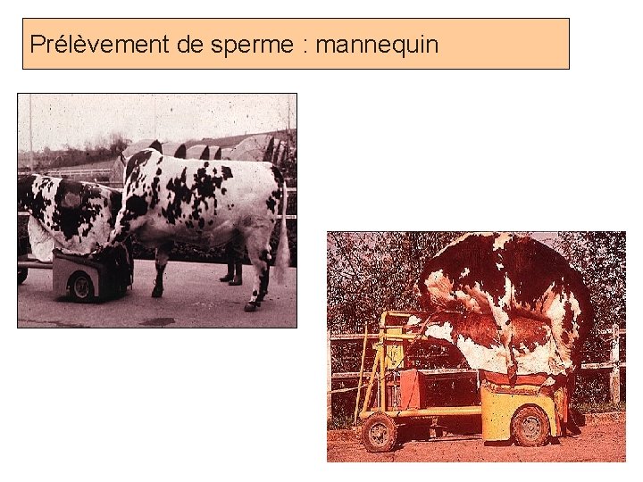 Prélèvement de sperme : mannequin Prof. Ch. Hanzen- Propédeutique de l ’appareil génital mâle
