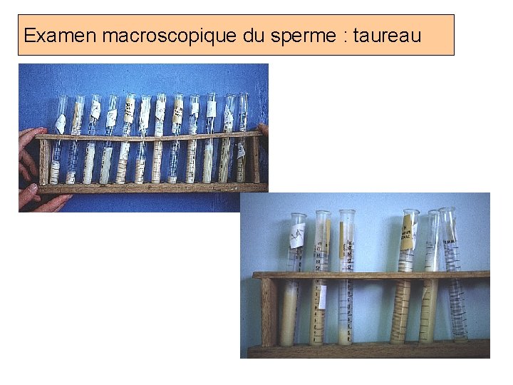 Examen macroscopique du sperme : taureau Prof. Ch. Hanzen- Propédeutique de l ’appareil génital