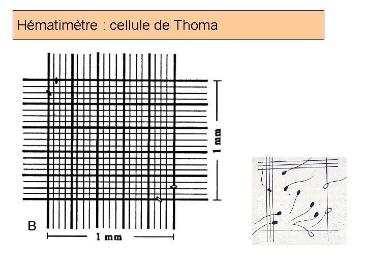 Hématimètre : cellule de Thoma 