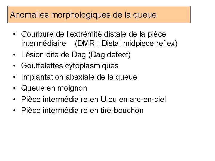 Anomalies morphologiques de la queue • Courbure de l’extrémité distale de la pièce intermédiaire