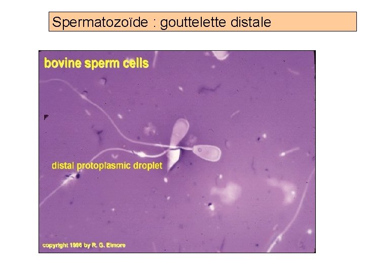Spermatozoïde : gouttelette distale Prof. Ch. Hanzen- Propédeutique de l ’appareil génital mâle des