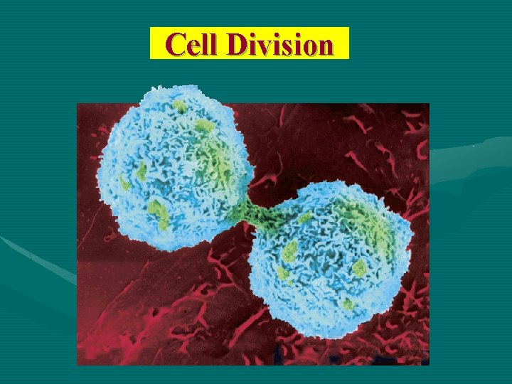 Cell Division 