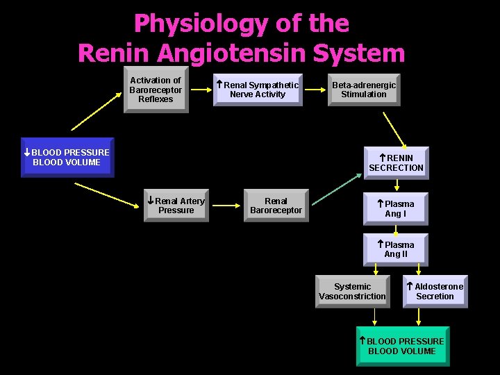 Physiology of the Renin Angiotensin System Activation of Baroreceptor Reflexes Renal Sympathetic Nerve Activity