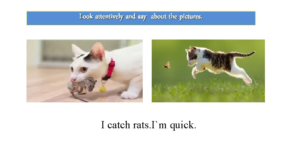 Look attentively and say about the pictures. I catch rats. I`m quick. 