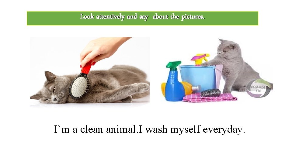 Look attentively and say about the pictures. I`m a clean animal. I wash myself