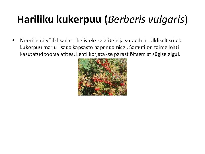 Hariliku kukerpuu (Berberis vulgaris) • Noori lehti võib lisada rohelistele salatitele ja suppidele. Üldiselt