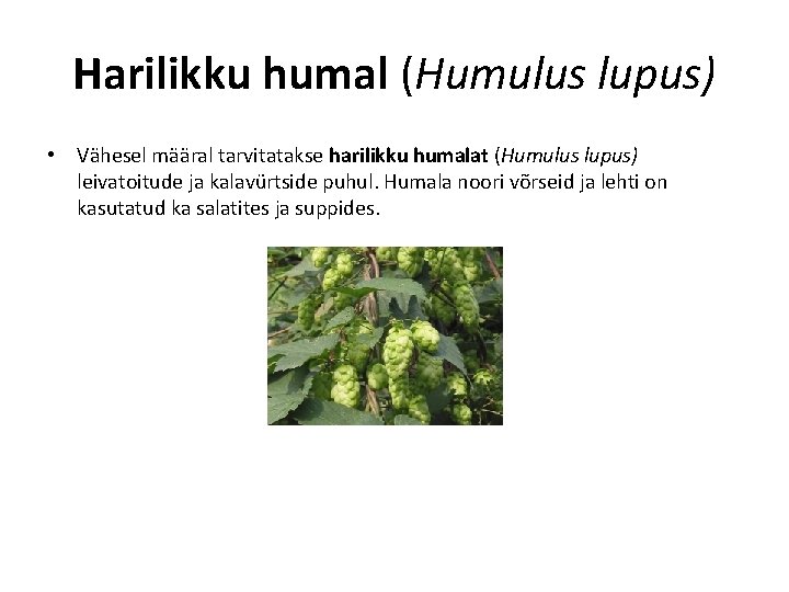 Harilikku humal (Humulus lupus) • Vähesel määral tarvitatakse harilikku humalat (Humulus lupus) leivatoitude ja