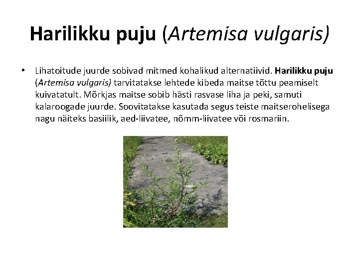 Harilikku puju (Artemisa vulgaris) • Lihatoitude juurde sobivad mitmed kohalikud alternatiivid. Harilikku puju (Artemisa