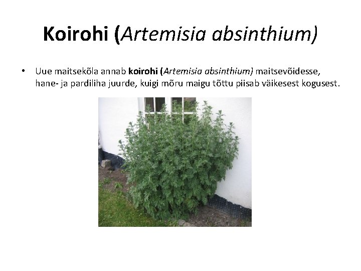 Koirohi (Artemisia absinthium) • Uue maitsekõla annab koirohi (Artemisia absinthium) maitsevõidesse, hane- ja pardiliha