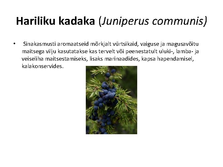 Hariliku kadaka (Juniperus communis) • Sinakasmusti aromaatseid mõrkjalt vürtsikaid, vaiguse ja magusavõitu maitsega vilju