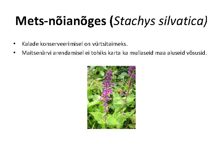 Mets-nõianõges (Stachys silvatica) • Kalade konserveerimisel on vürtsitaimeks. • Maitsenärvi arendamisel ei tohiks karta