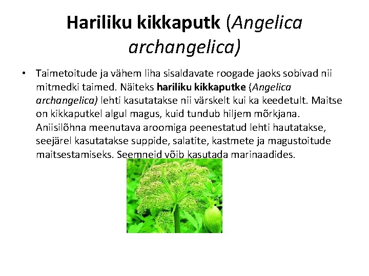 Hariliku kikkaputk (Angelica archangelica) • Taimetoitude ja vähem liha sisaldavate roogade jaoks sobivad nii