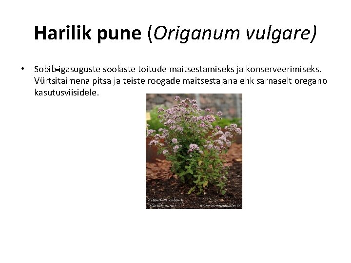 Harilik pune (Origanum vulgare) • Sobib igasuguste soolaste toitude maitsestamiseks ja konserveerimiseks. Vürtsitaimena pitsa