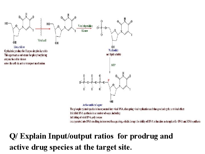 Q/ Explain Input/output ratios for prodrug and active drug species at the target site.