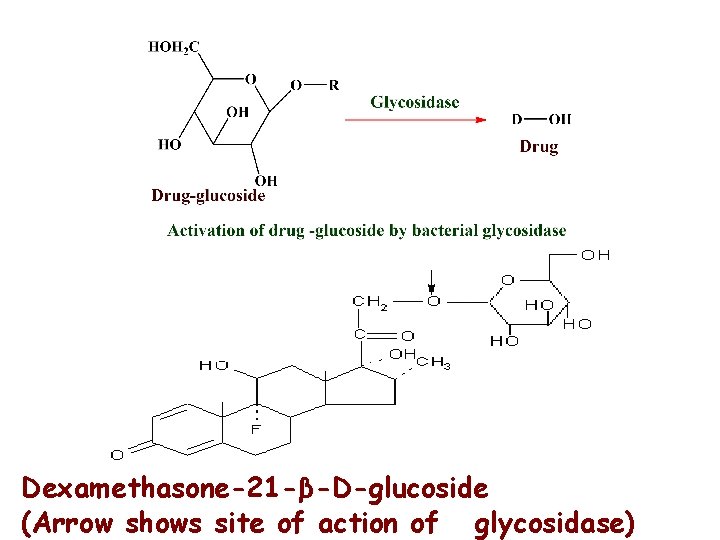 Dexamethasone-21 -β-D-glucoside (Arrow shows site of action of glycosidase) 