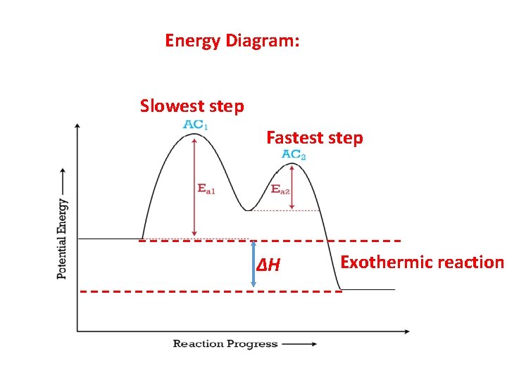 Energy Diagram: Slowest step Fastest step ∆H Exothermic reaction 