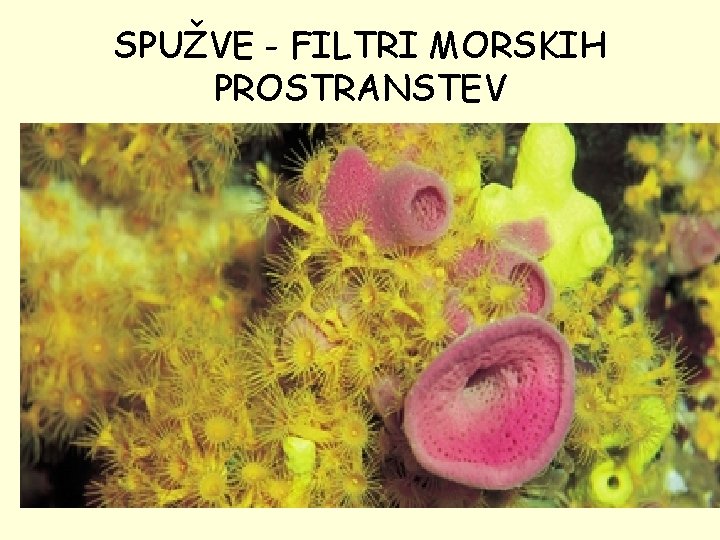 SPUŽVE - FILTRI MORSKIH PROSTRANSTEV • • 