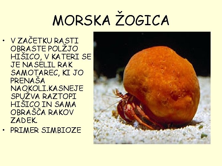 MORSKA ŽOGICA • V ZAČETKU RASTI OBRASTE POLŽJO HIŠICO, V KATERI SE JE NASELIL