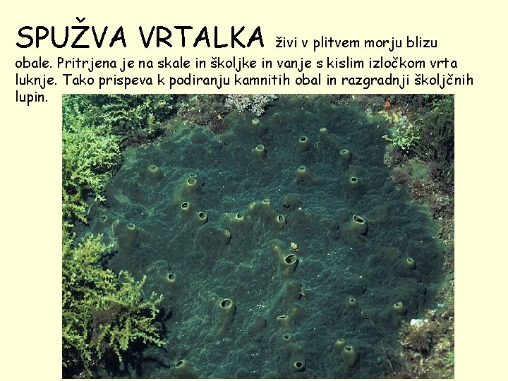 SPUŽVA VRTALKA živi v plitvem morju blizu obale. Pritrjena je na skale in školjke