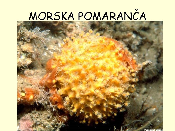 MORSKA POMARANČA 