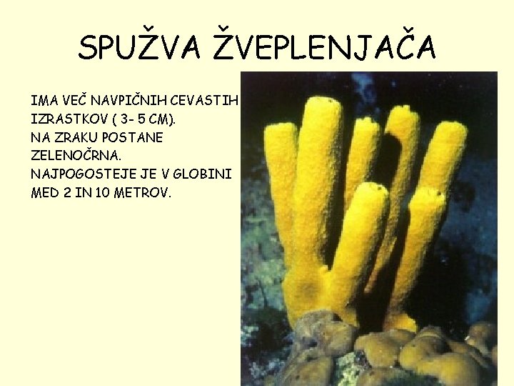 SPUŽVA ŽVEPLENJAČA IMA VEČ NAVPIČNIH CEVASTIH IZRASTKOV ( 3 - 5 CM). NA ZRAKU