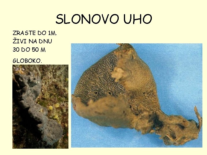 SLONOVO UHO ZRASTE DO 1 M. ŽIVI NA DNU 30 DO 50 M GLOBOKO.