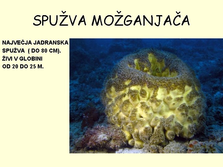 SPUŽVA MOŽGANJAČA NAJVEČJA JADRANSKA SPUŽVA ( DO 80 CM). ŽIVI V GLOBINI OD 20