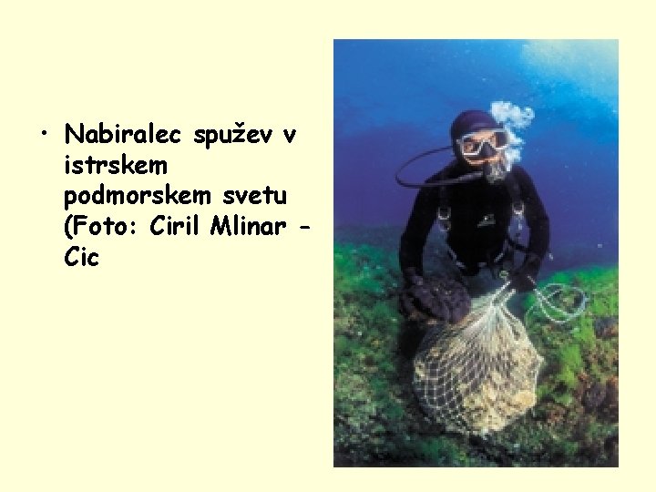 • Nabiralec spužev v istrskem podmorskem svetu (Foto: Ciril Mlinar Cic 
