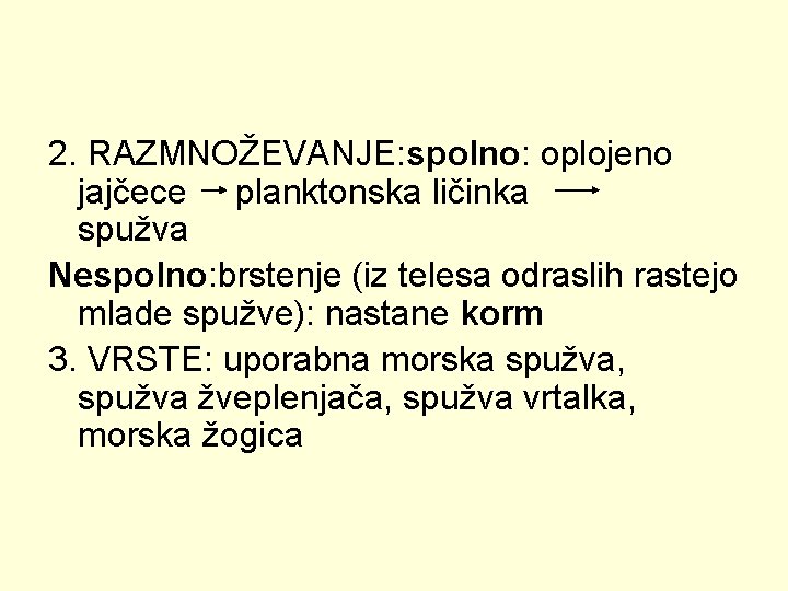 2. RAZMNOŽEVANJE: spolno: oplojeno jajčece planktonska ličinka spužva Nespolno: brstenje (iz telesa odraslih rastejo