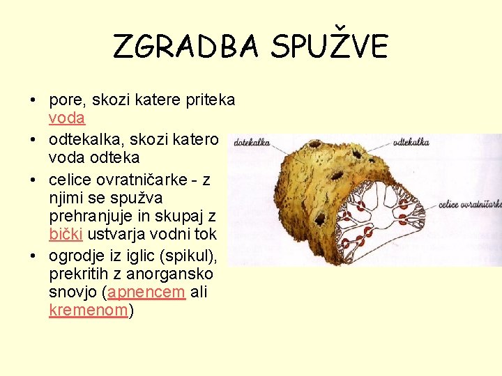 ZGRADBA SPUŽVE • pore, skozi katere priteka voda • odtekalka, skozi katero voda odteka