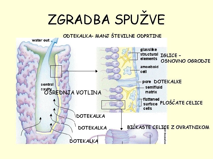 ZGRADBA SPUŽVE ODTEKALKA- MANJ ŠTEVILNE ODPRTINE IGLICE – OSNOVNO OGRODJE DOTEKALKE OSREDNJA VOTLINA PLOŠČATE