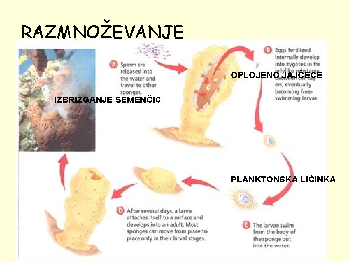 RAZMNOŽEVANJE OPLOJENO JAJČECE IZBRIZGANJE SEMENČIC PLANKTONSKA LIČINKA 