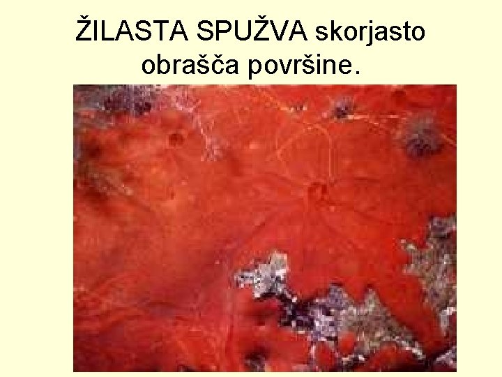 ŽILASTA SPUŽVA skorjasto obrašča površine. 