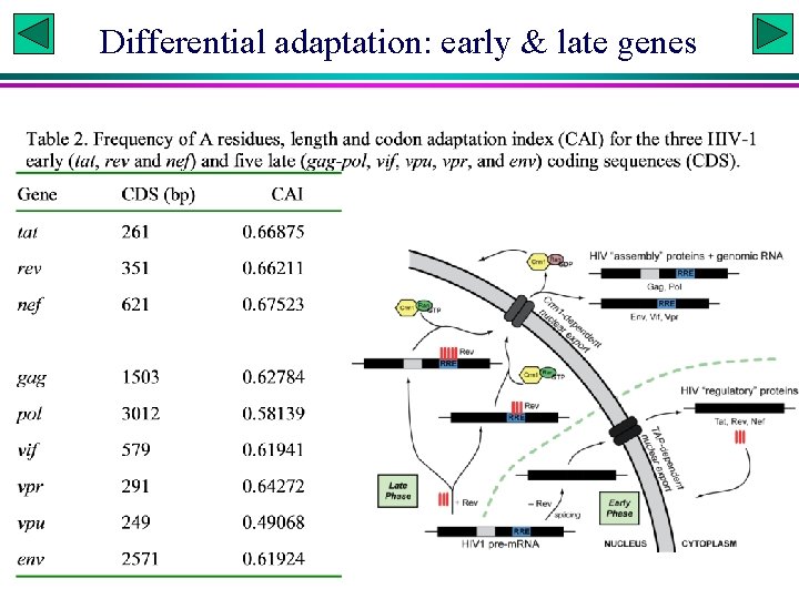 Differential adaptation: early & late genes 