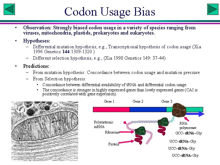 Codon Usage Bias • • Observation: Strongly biased codon usage in a variety of