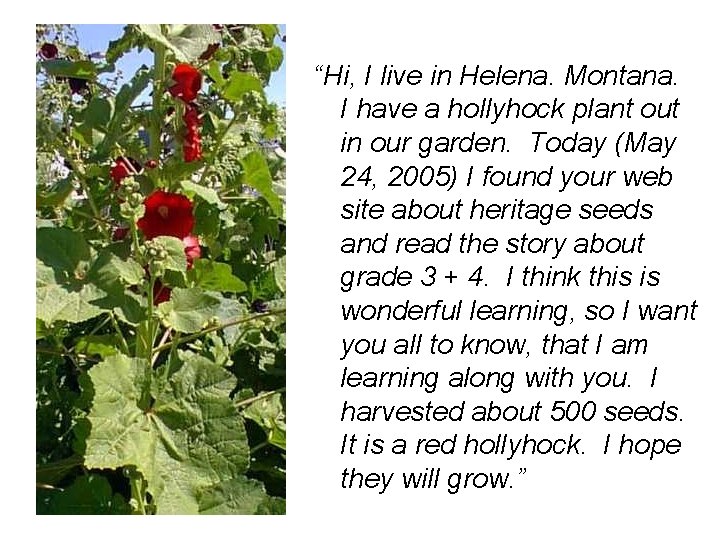 “Hi, I live in Helena. Montana. I have a hollyhock plant out in our