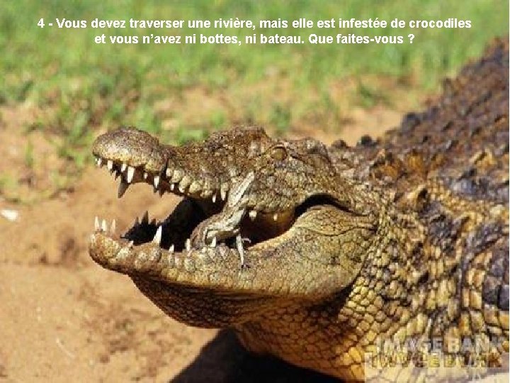 4 - Vous devez traverser une rivière, mais elle est infestée de crocodiles et