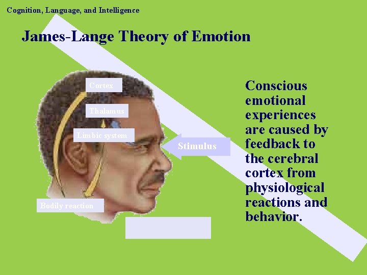 Cognition, Language, and Intelligence James-Lange Theory of Emotion Cortex Thalamus Limbic system Stimulus Bodily