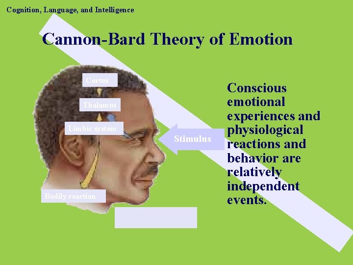 Cognition, Language, and Intelligence Cannon-Bard Theory of Emotion Cortex Thalamus Limbic system Stimulus Bodily