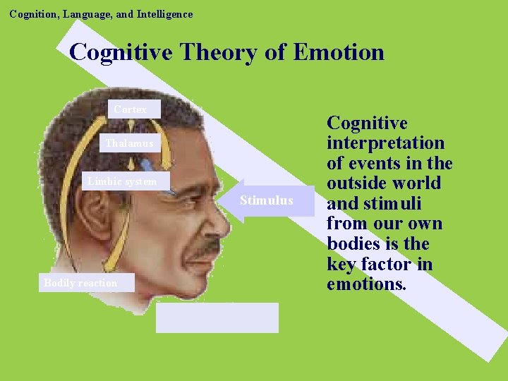 Cognition, Language, and Intelligence Cognitive Theory of Emotion Cortex Thalamus Limbic system Stimulus Bodily