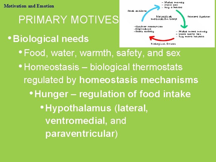 Motivation and Emotion PRIMARY MOTIVES • Biological needs • Food, water, warmth, safety, and