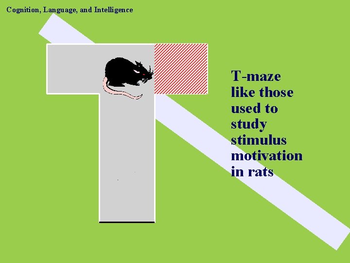 Cognition, Language, and Intelligence T-maze like those used to study stimulus motivation in rats