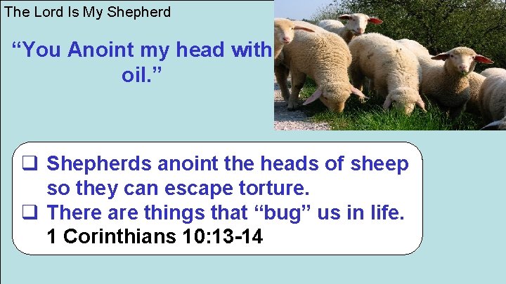 The Lord Is My Shepherd “You Anoint my head with oil. ” q Shepherds