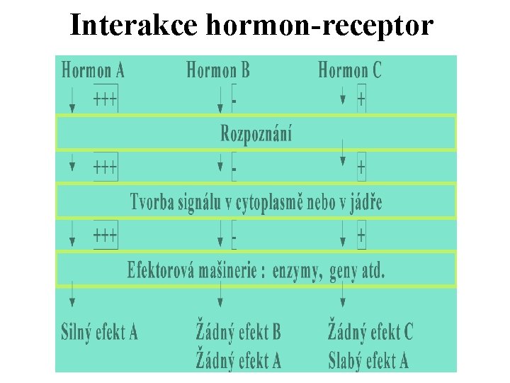 Interakce hormon-receptor 