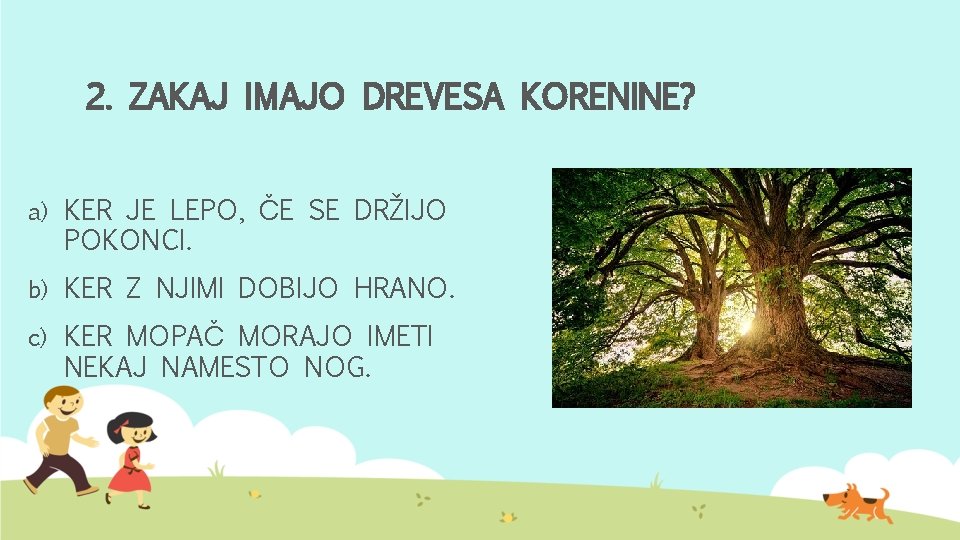 2. ZAKAJ IMAJO DREVESA KORENINE? a) KER JE LEPO, ČE SE DRŽIJO POKONCI. b)