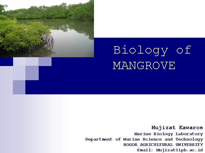 Biology of MANGROVE Mujizat Kawaroe Marine Biology Laboratory Department of Marine Science and Technology