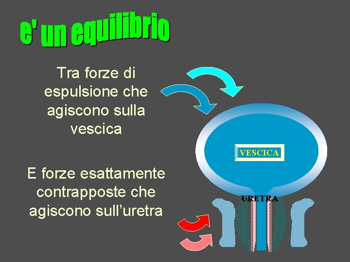 Tra forze di espulsione che agiscono sulla vescica VESCICA E forze esattamente contrapposte che