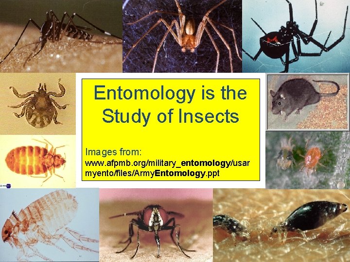 Entomology is the Study of Insects Images from: www. afpmb. org/military_entomology/usar myento/files/Army. Entomology. ppt